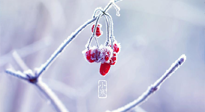 【小寒節(jié)氣】時處二三九，臘月梅花開！
